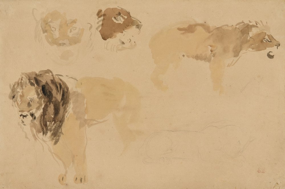 Etude de lions