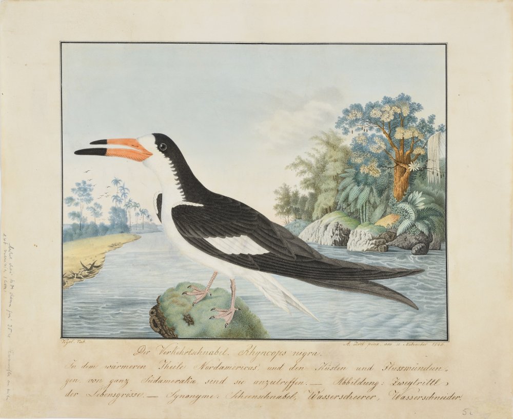 Un Bec-en-ciseaux noir (Rynchops Niger)