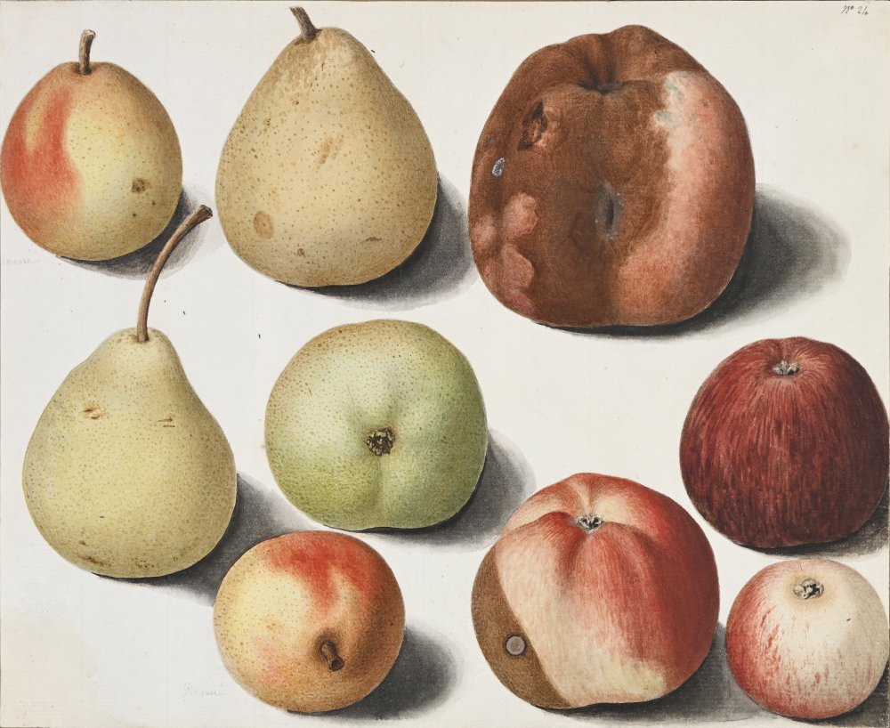 9 studies of apples and pears of different varieties