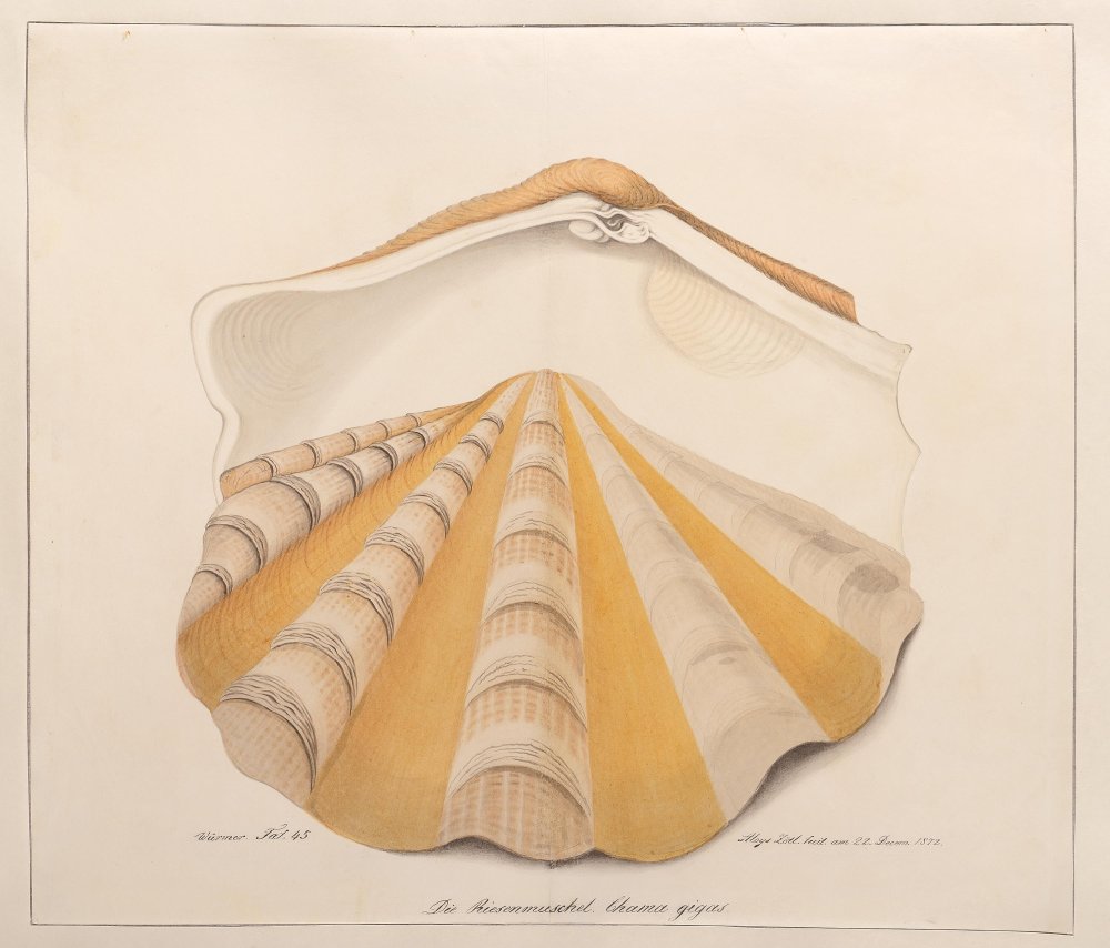 Le Bénitier ou tridacne géant