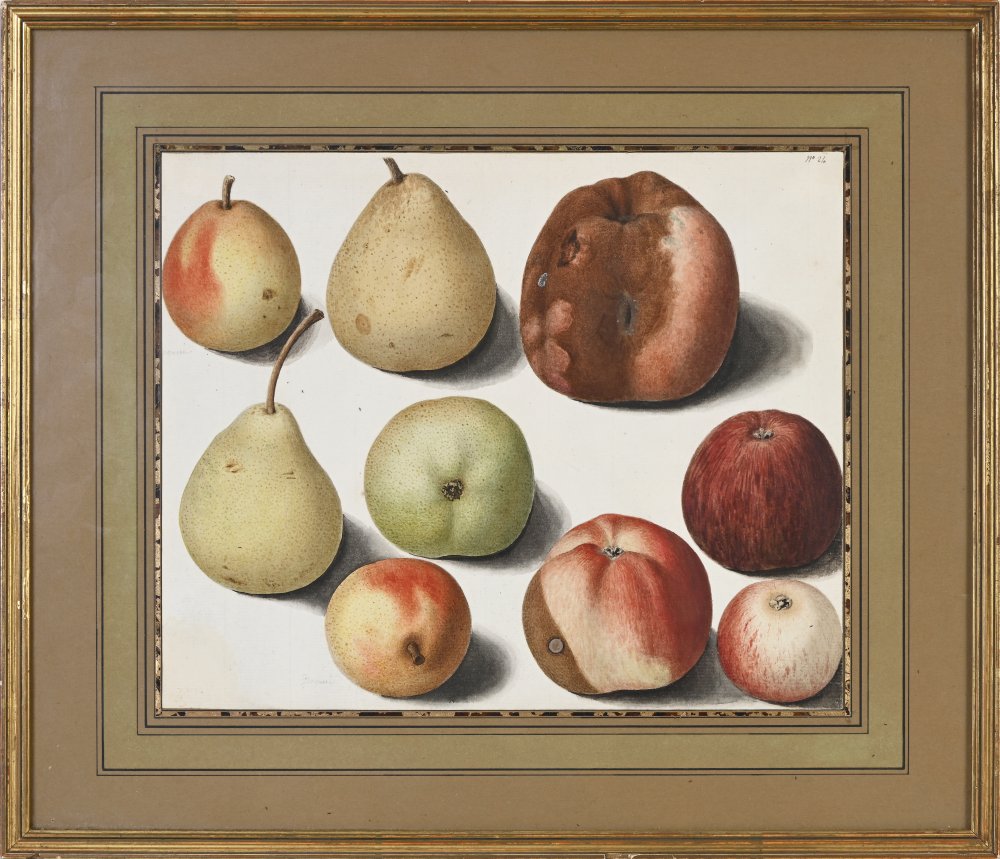 9 studies of apples and pears of different varieties